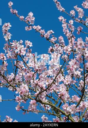Prunus cerasifera, arbre de prune sauvage à fleurs, au printemps Banque D'Images