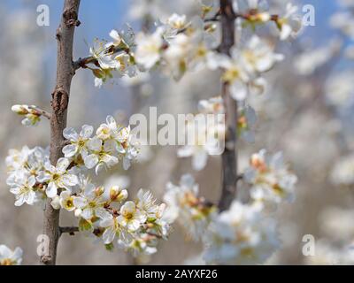 Prunus cerasifera, arbre de prune sauvage à fleurs, au printemps Banque D'Images