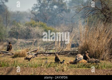 l'aigle à steppe se montre dominateur l'un sur l'autre et l'aigle impérial de l'est avec des expressions agressives et en colère sur le cerf repéré tuer à keoladeo Banque D'Images