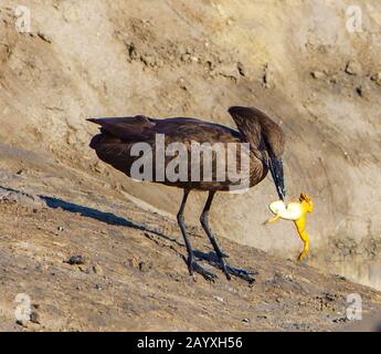 Hammerkop avec Frog pour Le Déjeuner Banque D'Images