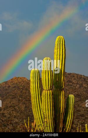 Paysage avec cactus cardon (Pachycereus pringlei) et arc-en-ciel sur Isla Espiru Santo en Basse-Californie, Mexique. Banque D'Images