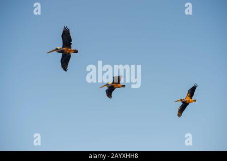 Pélicans bruns (Pelecanus occidentalis) en vol à Aqua Verde près de Loreto en Basse-Californie, Mexique. Banque D'Images