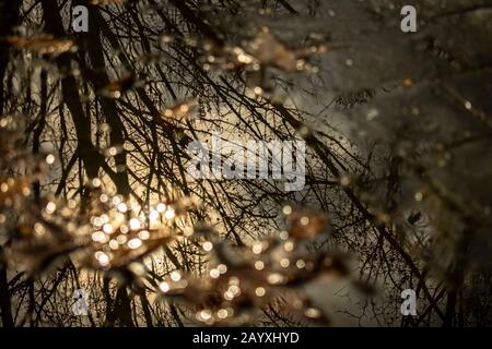 Reflet des branches d'un arbre dans une flaque en automne au coucher du soleil Banque D'Images