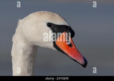 Portrait d'un cygne muet adulte (Cygnus olor) Banque D'Images