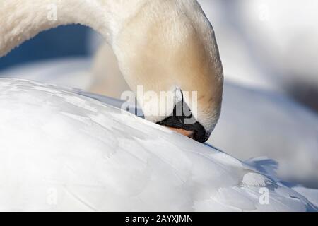 Un cygne muet adulte au repos (Cygnus olor) Banque D'Images