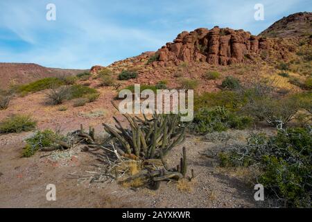 Cactus galloping (Machaerocereus gummosus) croissant sur l'île de San Francisco dans la mer de Cortez en Basse-Californie, au Mexique. Banque D'Images