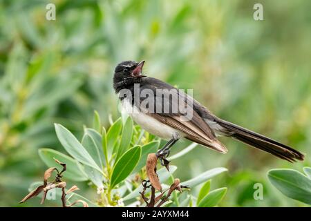 Willie wagons, Rhipidura leucophrys, adulte appelant perché sur la branche, Victoria, Australie 14 décembre 2019 Banque D'Images