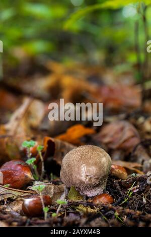 Lycoperdon perlatum. La culture des champignons dans le sol de la forêt. Banque D'Images