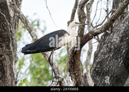Héron à col blanc, Ardea pacifica, adulte perché dans l'arbre, Atherton Tablelands, Queensland, Australie 10 janvier 2020 Banque D'Images