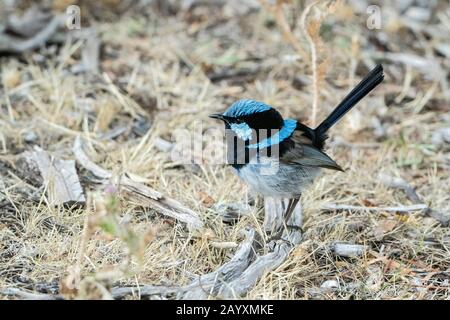 Superbe fairywren, Malirus cyanus, homme adulte perché sur le terrain, Queensland, Australie Banque D'Images