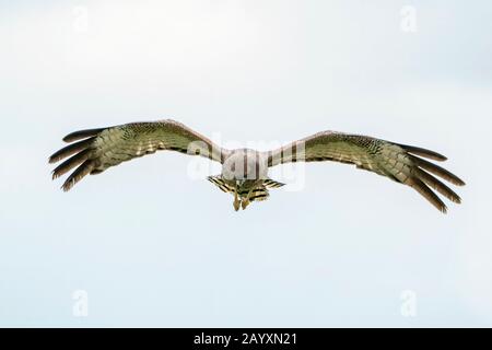 Harrier à pois, assimilé au cirque, adulte en vol, chasse sur les prairies, Atherton Tablelands, Queensland, Australie 9 janvier 2020 Banque D'Images