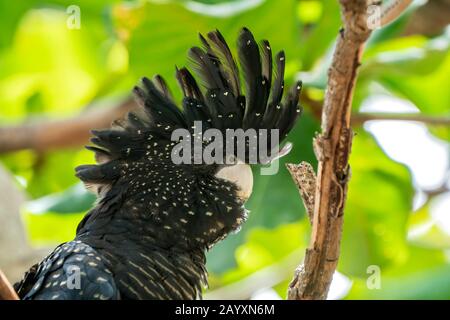 Cacacatoo noir à queue rouge, Calyptorhynchus banksii, près d'un oiseau perché dans l'arbre, Cairns, Queensland, Australie 7 janvier 2020 Banque D'Images