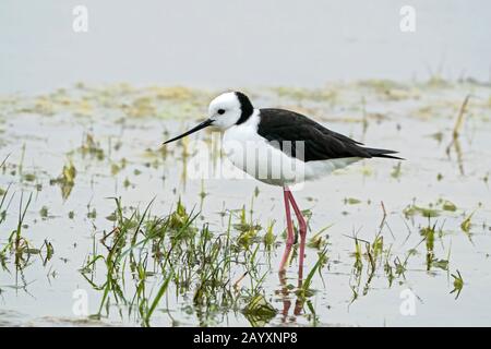 Pied stilt, ou stilt à col blanc, Himantopus leucocephalus, debout dans des eaux peu profondes, Queensland, Australie 22 décembre 2019 Banque D'Images