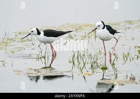 Pied stilt, ou stilt à col blanc, Himantopus leucocephalus, deux oiseaux exposés sur les courtises, en eaux peu profondes, Queensland, Australie 22 décembre 2019 Banque D'Images