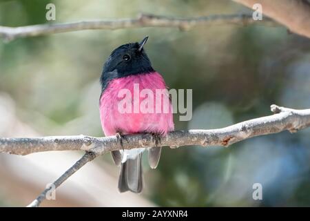 Rodinogaster rose, Petroica, mâle adulte perché sur une branche arborescente, Tasmanie, Australie 29 décembre 2019 Banque D'Images