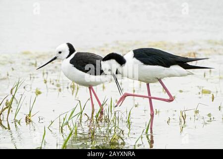 Pied stilt, ou stilt à col blanc, Himantopus leucocephalus, deux oiseaux exposés sur les courtises, en eaux peu profondes, Queensland, Australie 22 décembre 2019 Banque D'Images