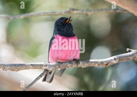 Rodinogaster rose, Petroica, mâle adulte perché sur une branche arborescente, Tasmanie, Australie 29 décembre 2019 Banque D'Images