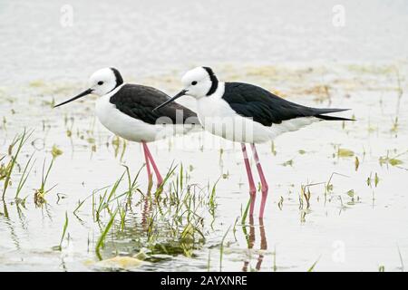 Pied stilt, ou stilt à col blanc, Himantopus leucocephalus, deux oiseaux exposés sur les courtises, en eaux peu profondes, Queensland, Australie 22 décembre 2019 Banque D'Images