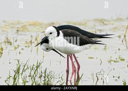 Pied stilt, ou stilt à col blanc, Himantopus leucocephalus, deux oiseaux exposés sur les courtises, en eaux peu profondes, Queensland, Australie 22 décembre 2019 Banque D'Images