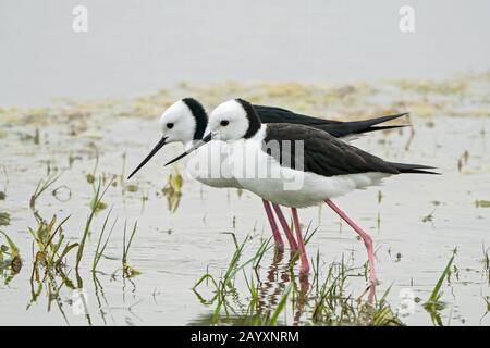 Pied stilt, ou stilt à col blanc, Himantopus leucocephalus, deux oiseaux exposés sur les courtises, en eaux peu profondes, Queensland, Australie 22 décembre 2019 Banque D'Images