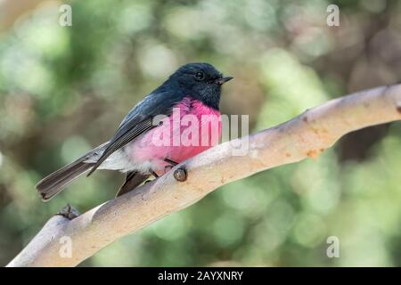 Rodinogaster rose, Petroica, mâle adulte perché sur une branche arborescente, Tasmanie, Australie 29 décembre 2019 Banque D'Images