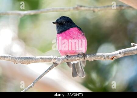 Rodinogaster rose, Petroica, mâle adulte perché sur une branche arborescente, Tasmanie, Australie 29 décembre 2019 Banque D'Images