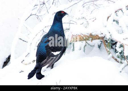 Tiere / Voegel / Huehnervoegel / Birkhuhn / Tétras / (Lyrurus tetrix, Tetrao tetrix) Henne im Schnee, femelle dans la neige, Banque D'Images