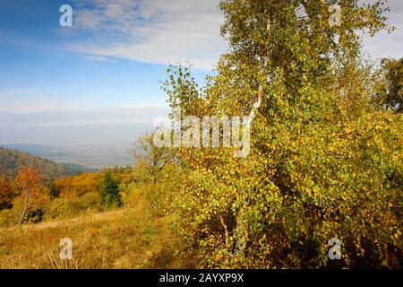 Couleurs chaudes de la forêt dans les montagnes Banque D'Images