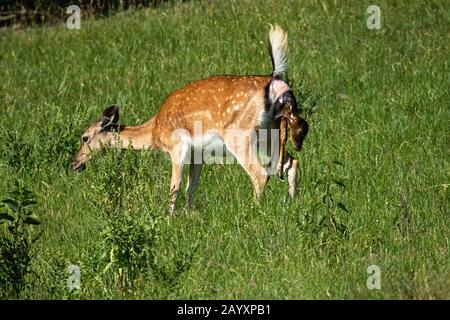 Le cerf de Virginie enceinte donne naissance à la nature estivale Banque D'Images