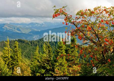 Couleurs chaudes de la forêt dans les montagnes Banque D'Images