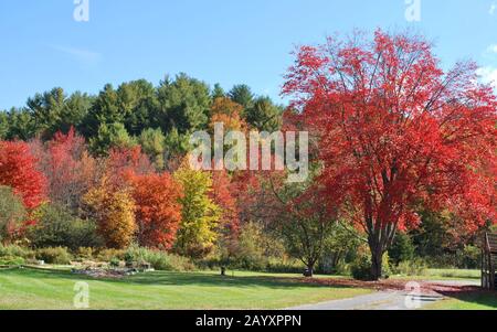 Arbre rouge dans le Vermont Foliage, États-Unis. Paysage coloré. Banque D'Images