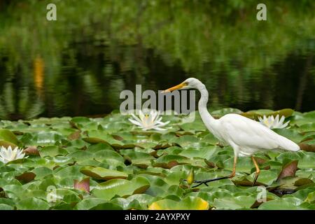 Aigrette intermédiaire, Ardea intermedia, pêche en se tenant sur la végétation flottante, Atherton Tablelands, Queensland, Australie 10 janvier 2020 Banque D'Images