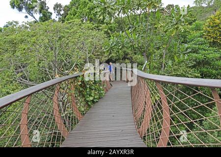 Le Chemin De Promenade Du Centenary Canopy Au-Dessus De L'Arboretum Kirstenbosch National Botanical Gardens, Cape Town, Afrique Du Sud Novembre Banque D'Images