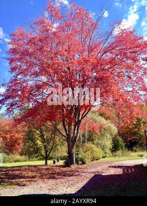 Arbre rouge dans le Vermont Foliage, États-Unis. Paysage coloré. Banque D'Images