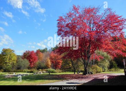 Arbre rouge dans le Vermont Foliage, États-Unis. Paysage coloré. Banque D'Images