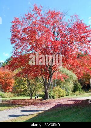 Arbre rouge dans le Vermont Foliage, États-Unis. Paysage coloré. Banque D'Images