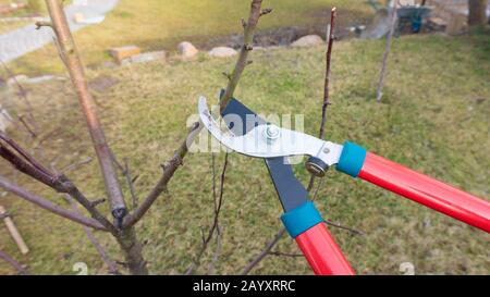 Élagage printanier des pousses latérales du squelette des pommiers afin d'accroître la croissance des jeunes pousses. Travaux de jardin saisonniers dans un jeune verger. Élagage Banque D'Images
