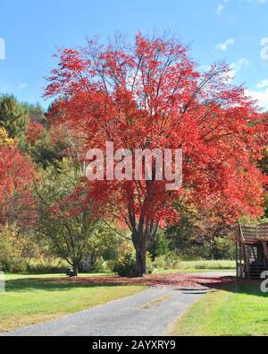 Arbre rouge dans le Vermont Foliage, États-Unis. Paysage coloré. Banque D'Images