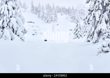 paysage blanc - forêt enneigée dans une gorge de montagne d'hiver Banque D'Images