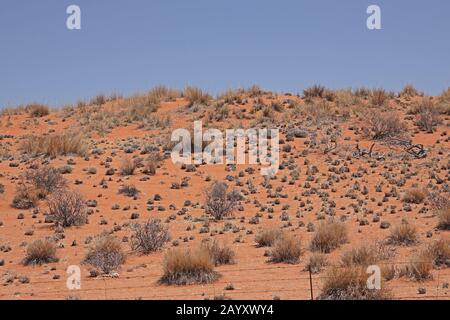 Dune de sable à végétation clairsemée Namaqualand, Cap Nord, Afrique du Sud Novembre Banque D'Images