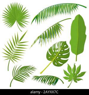 Jungle tropicale palmier feuilles vecteur ensemble. Feuille naturelle de la jungle, vert feuilles exotiques illustration de branche Illustration de Vecteur