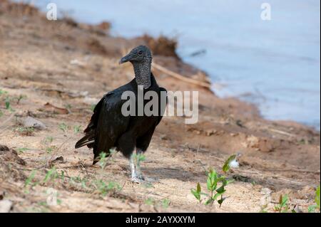 Une vautour noire (Coragyps atratus) sur une plage le long de la rivière Cuiaba près de Porto Jofre dans le nord de Pantanal, province de Mato Grosso au Brésil. Banque D'Images