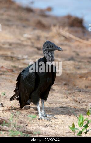 Une vautour noire (Coragyps atratus) sur une plage le long de la rivière Cuiaba près de Porto Jofre dans le nord de Pantanal, province de Mato Grosso au Brésil. Banque D'Images