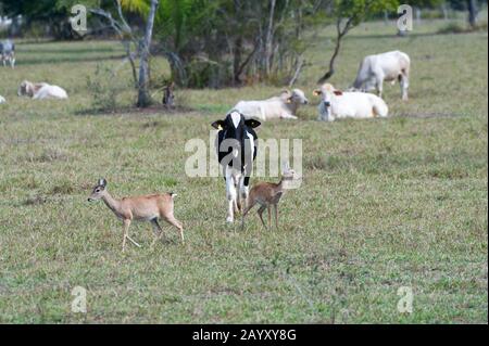 Le cerf de Pampas (Ozotoceros bezoarticus) et le bétail au Ranch Caiman dans le Pantanal du Sud au Brésil. Banque D'Images