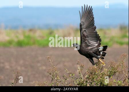 Un grand faucon noir (Buteogallus urubitinga) part d'un buisson à San Francisco Ranch dans le Pantanal au Brésil. Banque D'Images