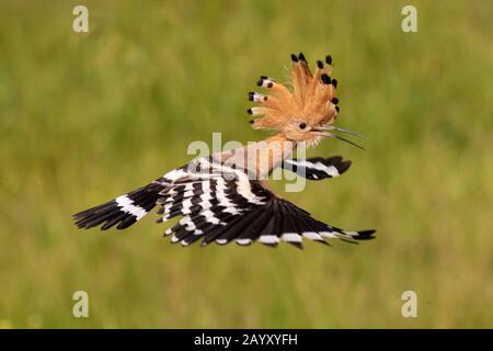 Hoopé eurasien, épops d'Upupa, vol, parc national de Kiskunsági Nemzeti, Hongrie Banque D'Images