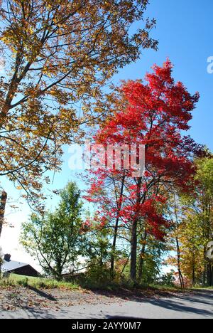 Arbre rouge dans le Vermont Foliage, États-Unis. Paysage coloré. Banque D'Images