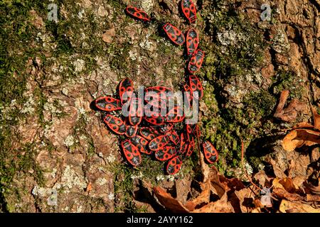 Insectes rouges et noirs dans un groupe sur une écorce d'arbre de mousse en automne Banque D'Images