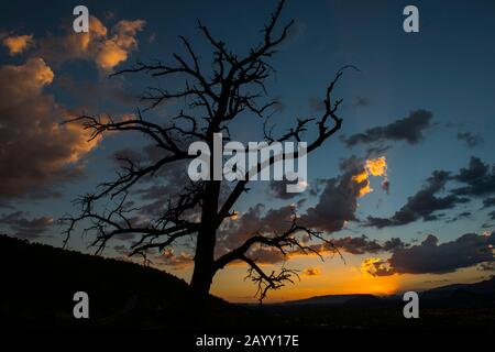 Un arbre mort est silhouetté au coucher du soleil sur le sentier Airport Mesa Loop à Sedona, Arizona, États-Unis. Banque D'Images