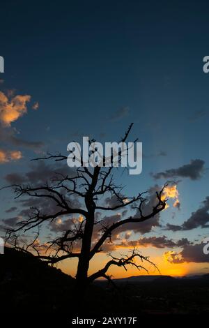 Un arbre mort est silhouetté au coucher du soleil sur le sentier Airport Mesa Loop à Sedona, Arizona, États-Unis. Banque D'Images